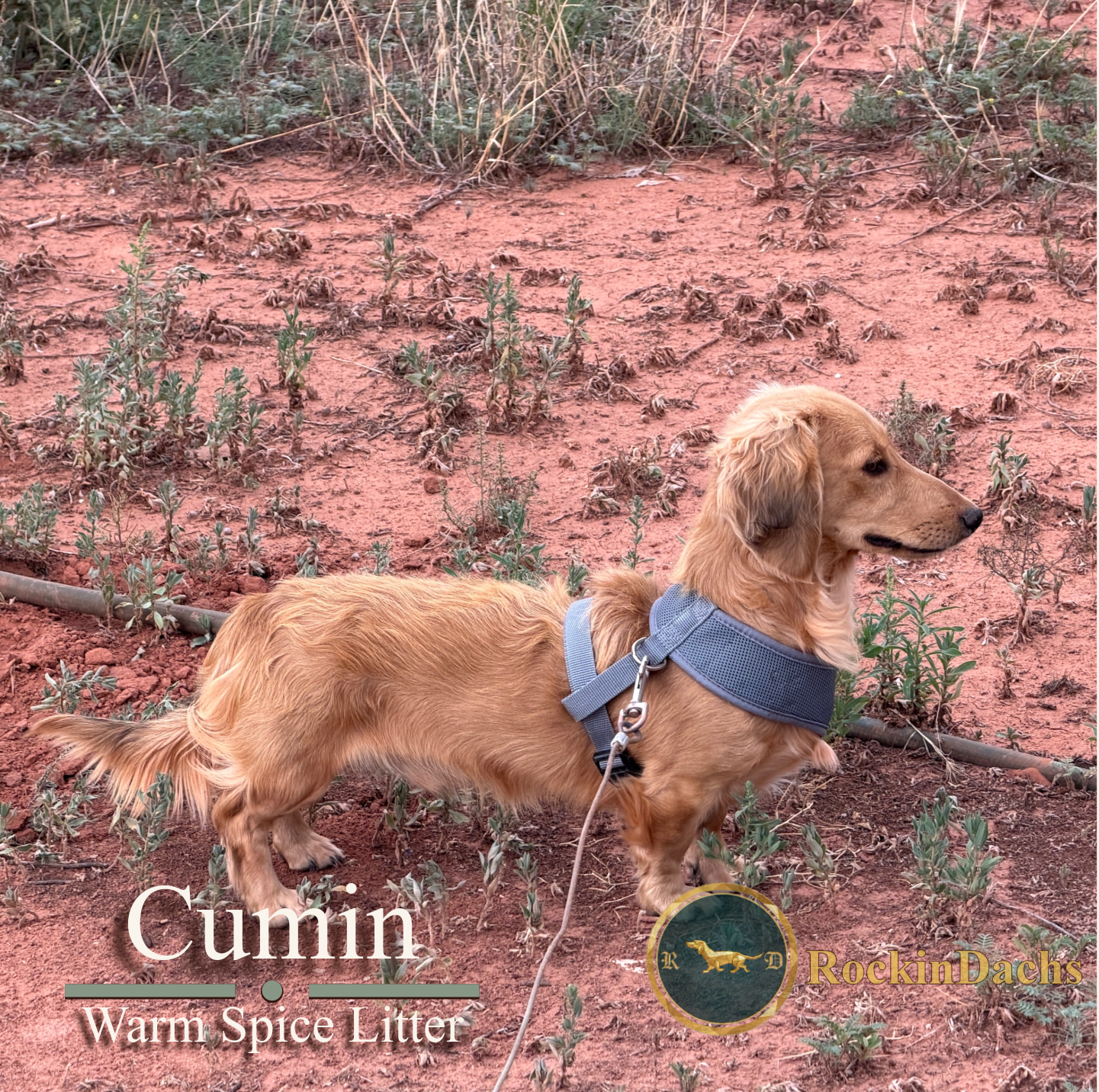 Cumin — Dachshund