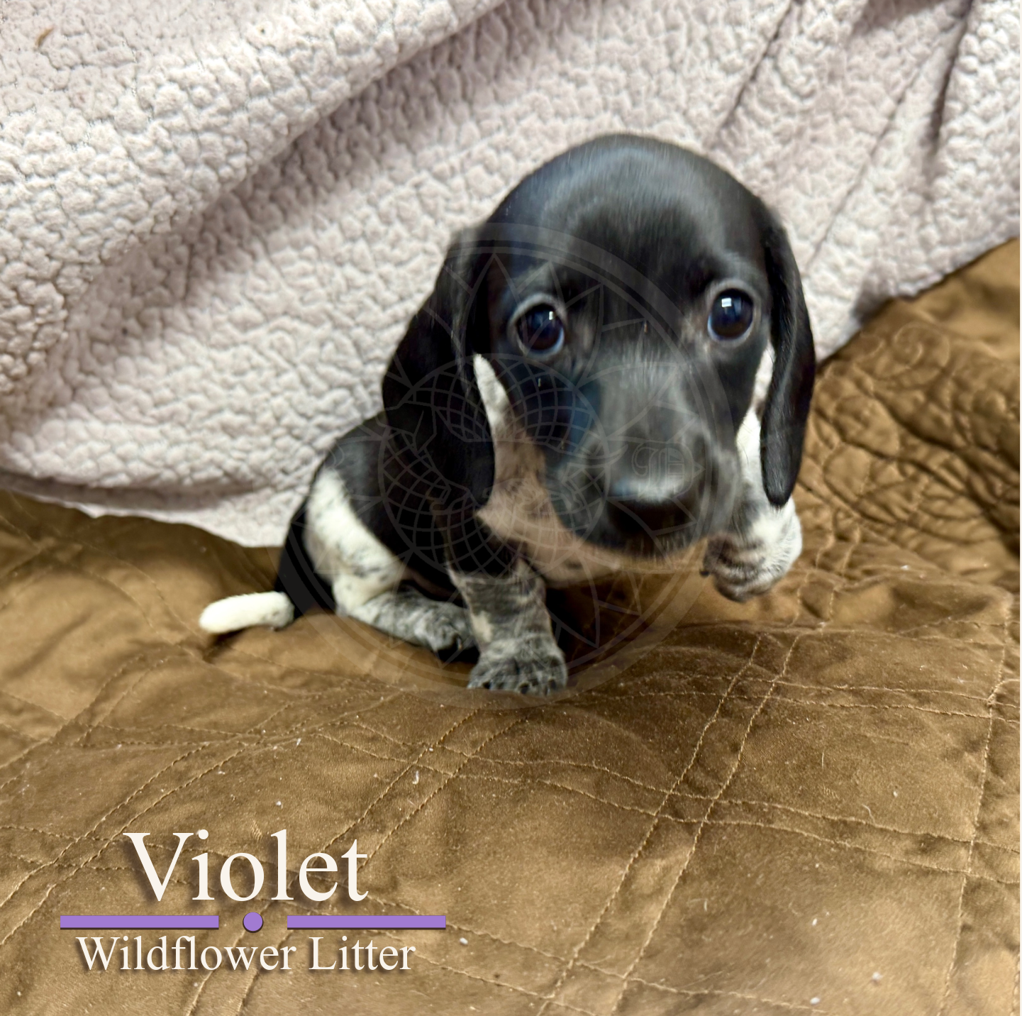 Violet — 