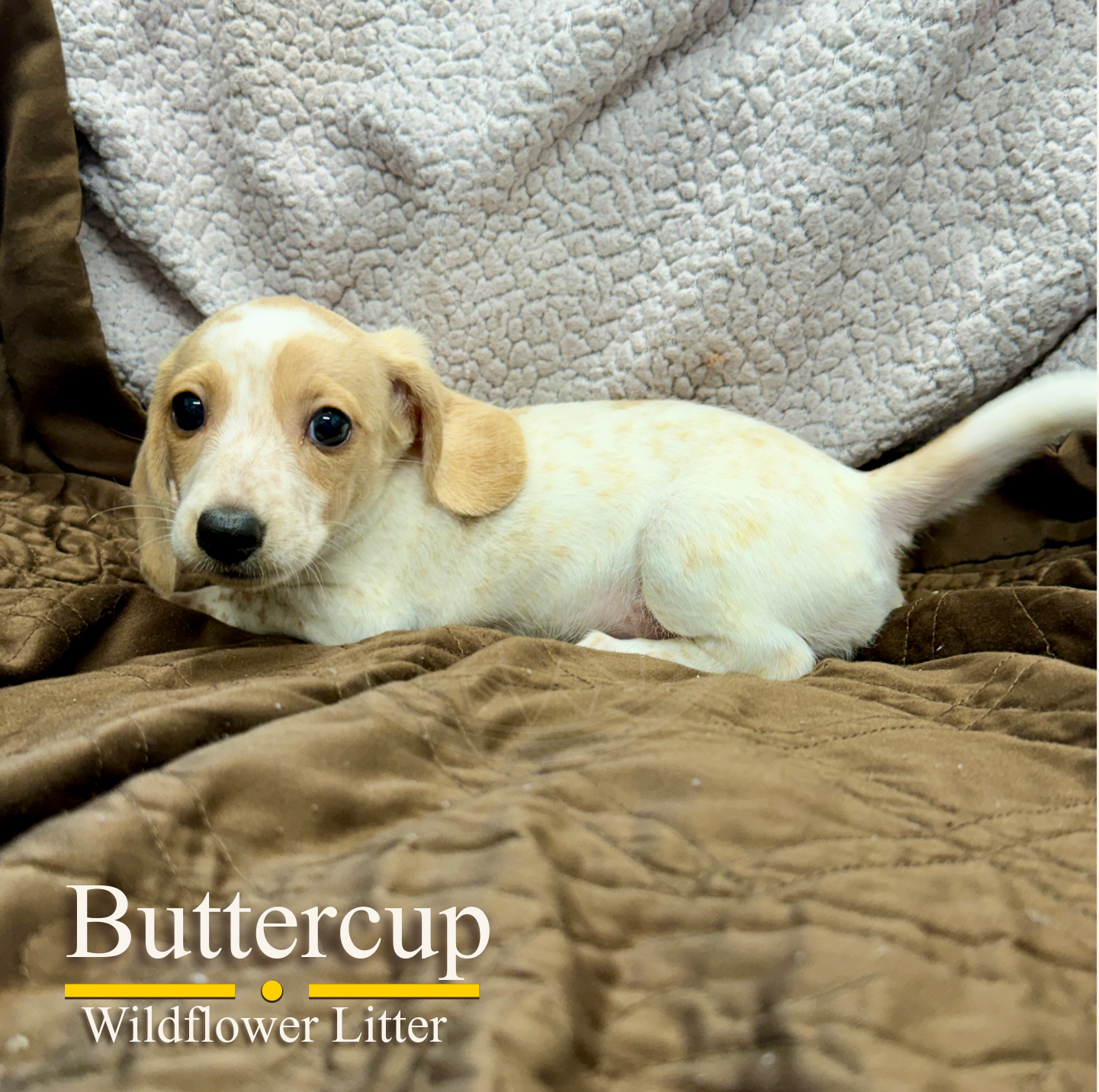 Buttercup — 