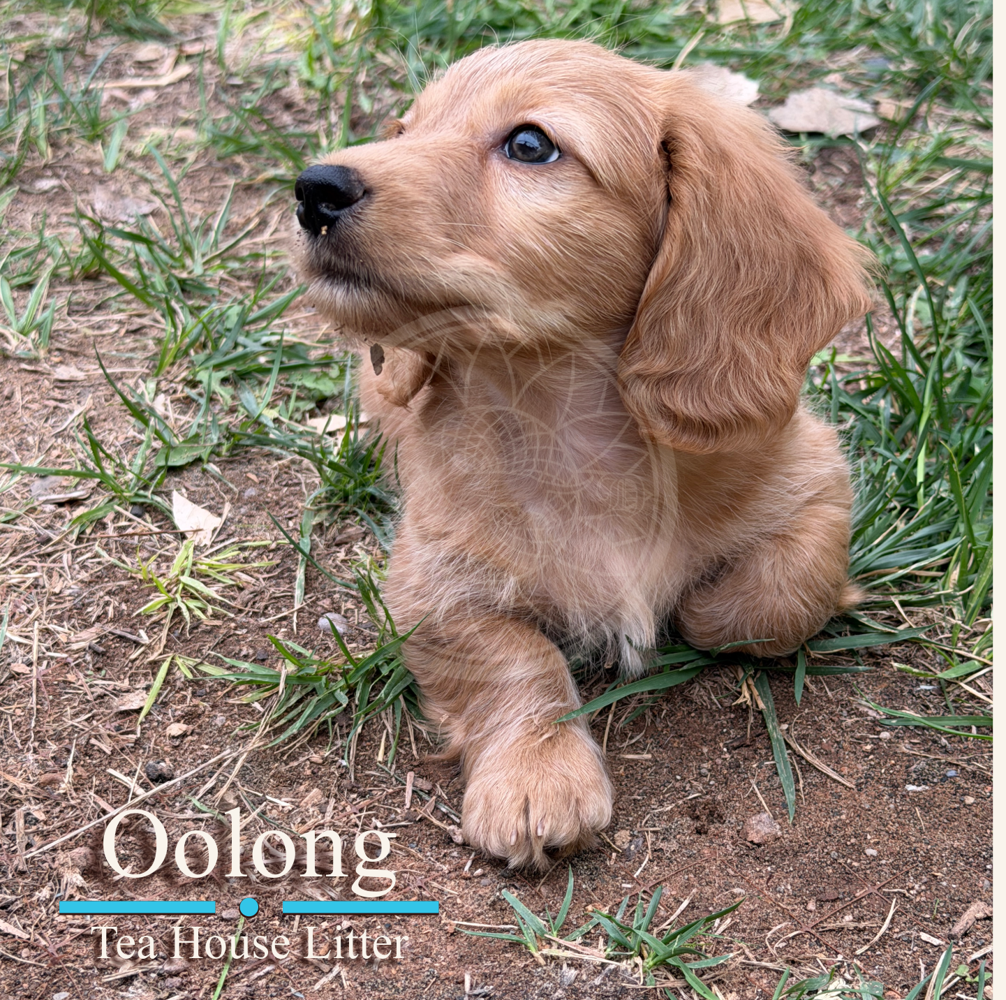 Oolong — 