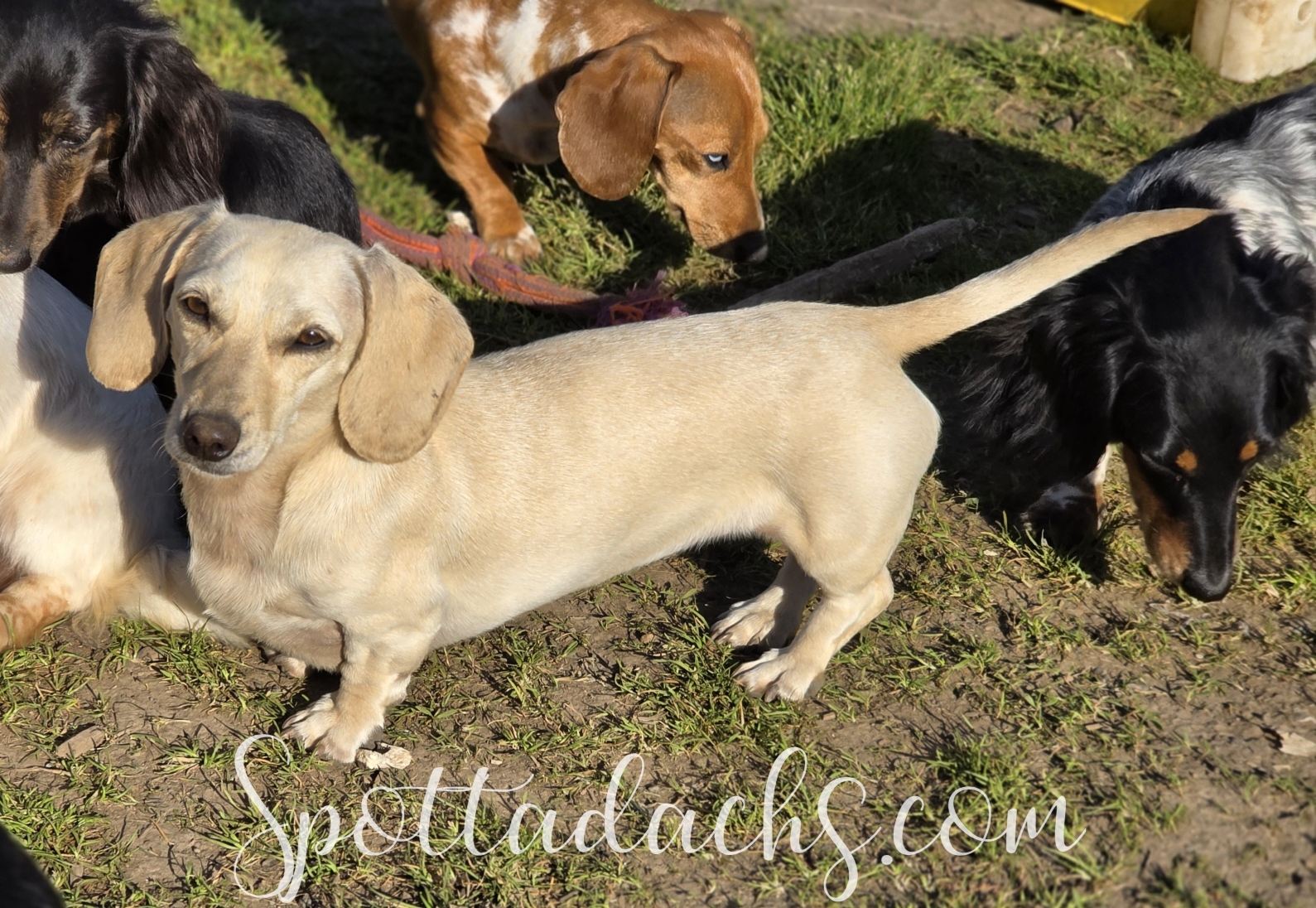 Ava — Miniature Dachshund