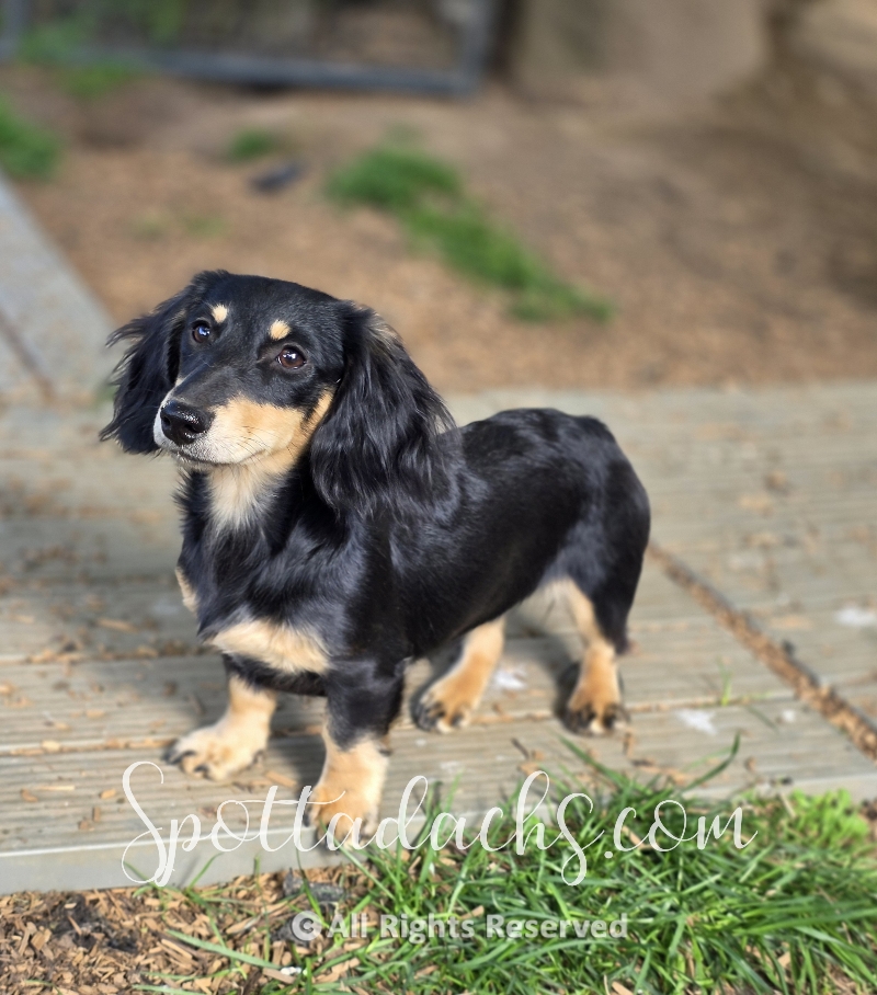 Esmay — Dachshund