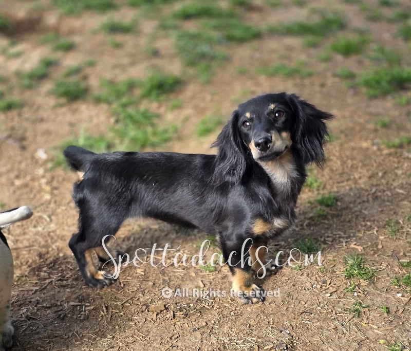 Cloey — Dachshund