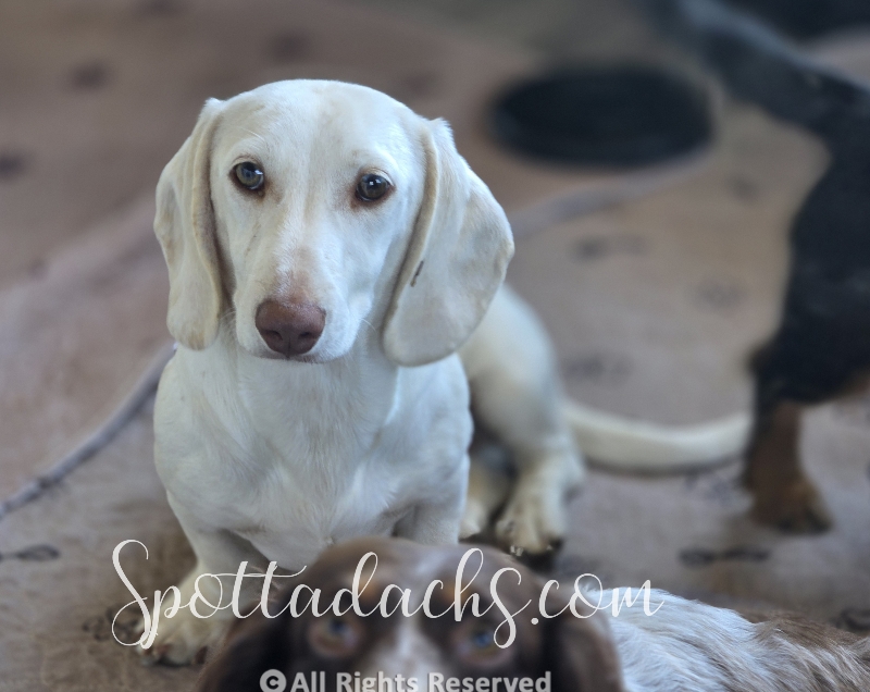 Snowman — Dachshund
