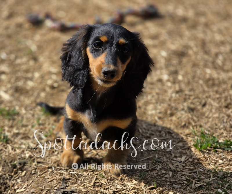 Margo — Dachshund