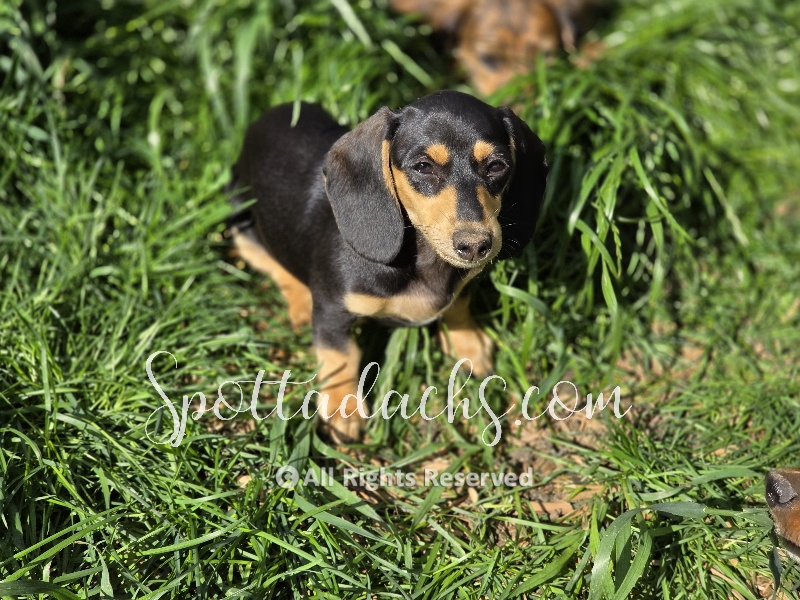 Agnes — Dachshund