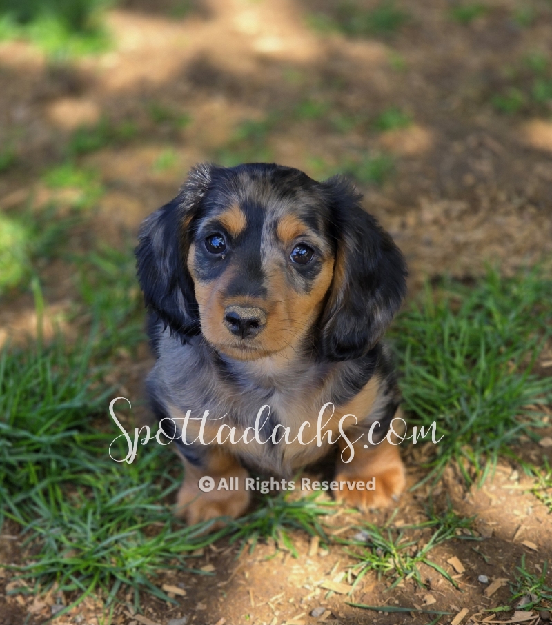 Phantom — Dachshund