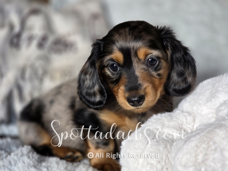 Phantom — Dachshund