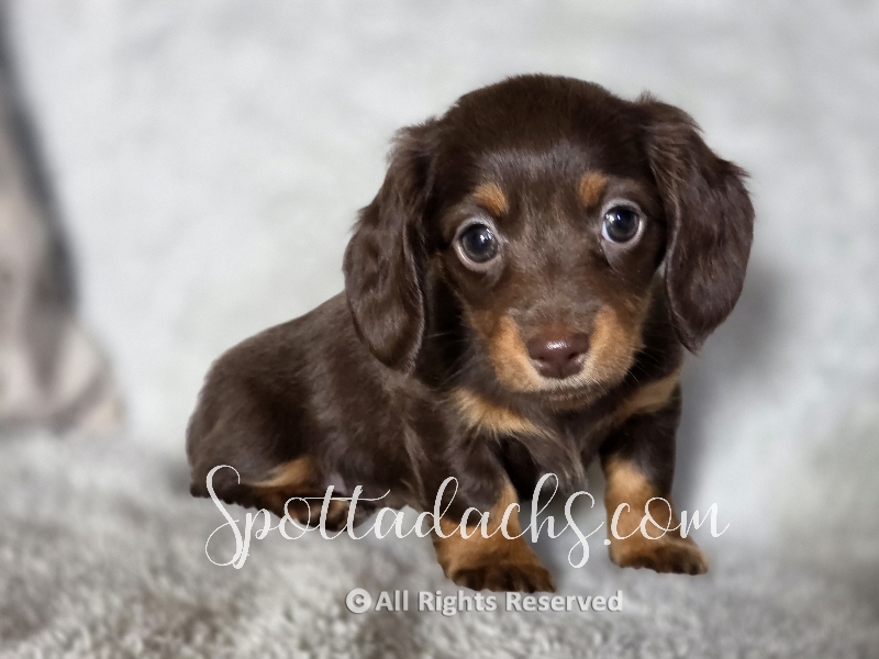Hermione — Dachshund