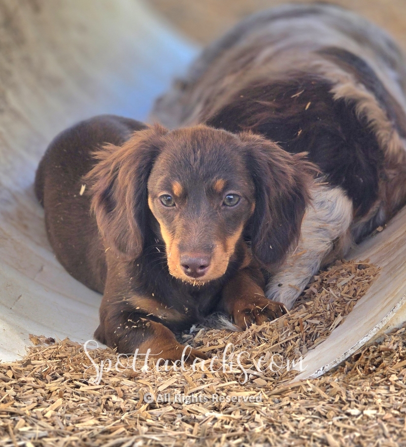 Hermione — Dachshund
