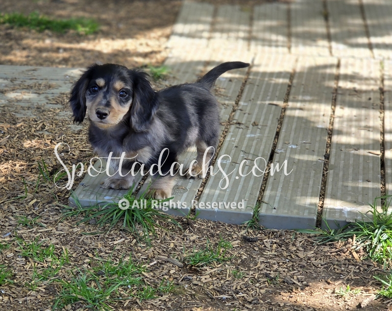 Zorro — Dachshund
