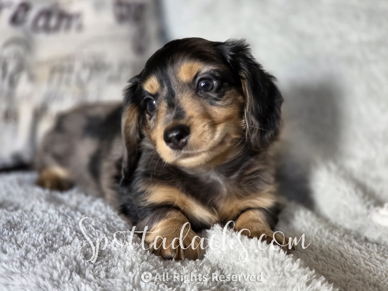 Zorro — Dachshund