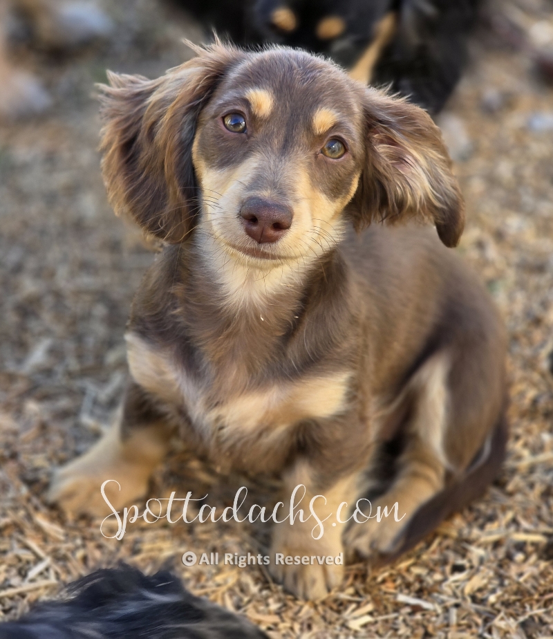 Tiki — Dachshund