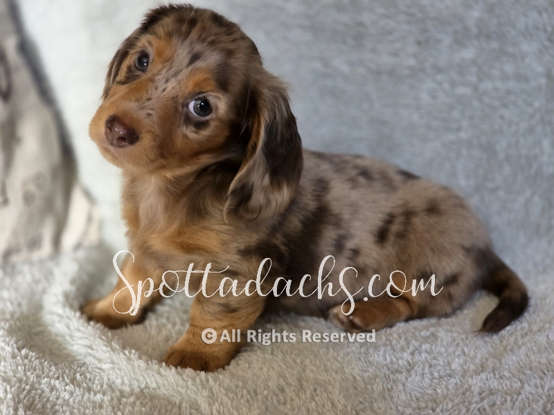 Anakin — Dachshund