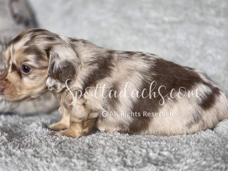 Legend — Dachshund