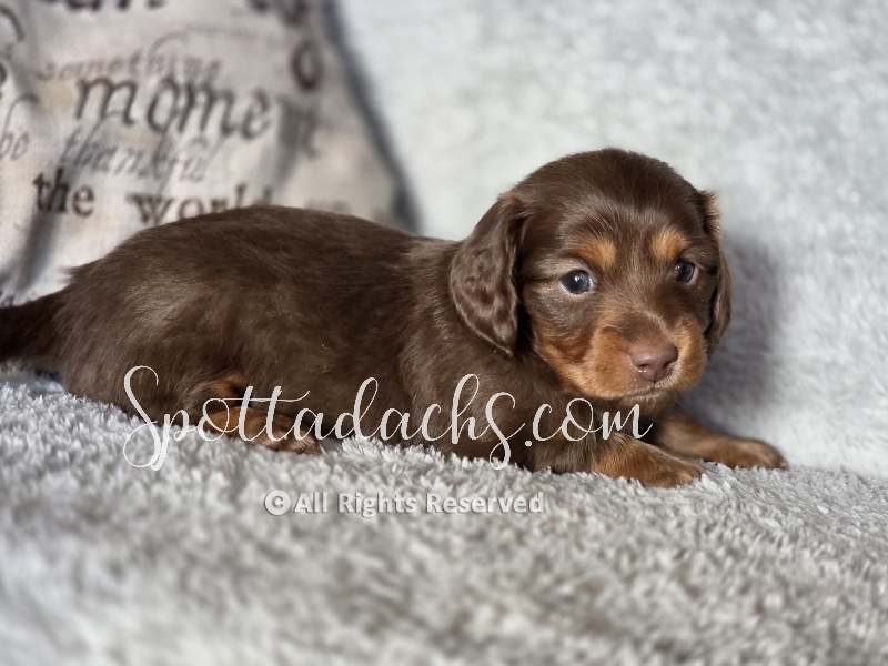 Kismet — Dachshund