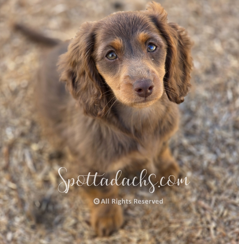Kismet — Dachshund