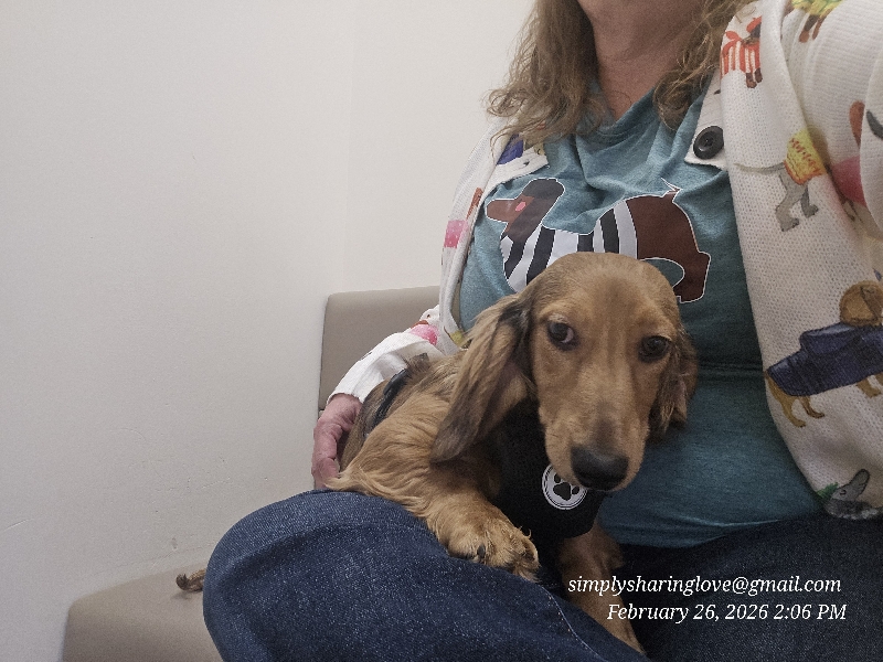 Grumpy — Dachshund