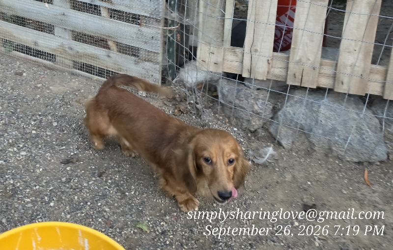 Grumpy — Dachshund