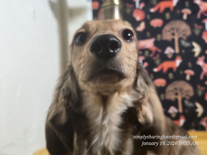 Charlie — Dachshund