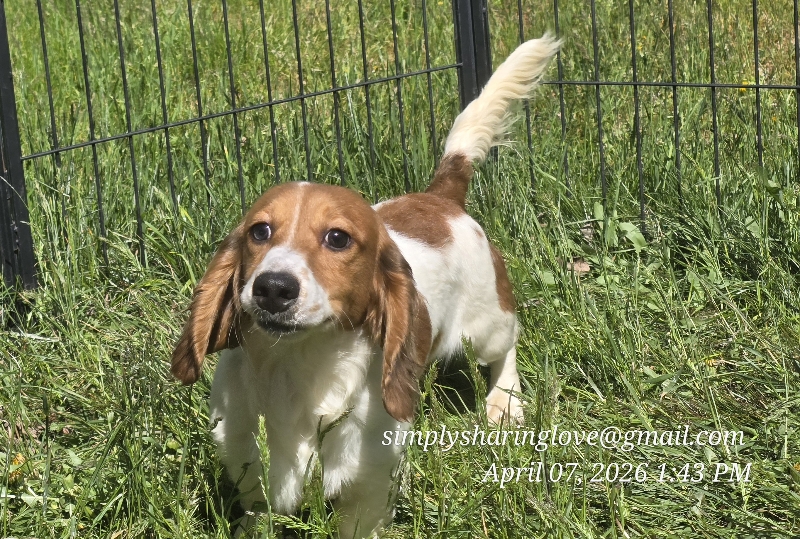Bashful — Dachshund