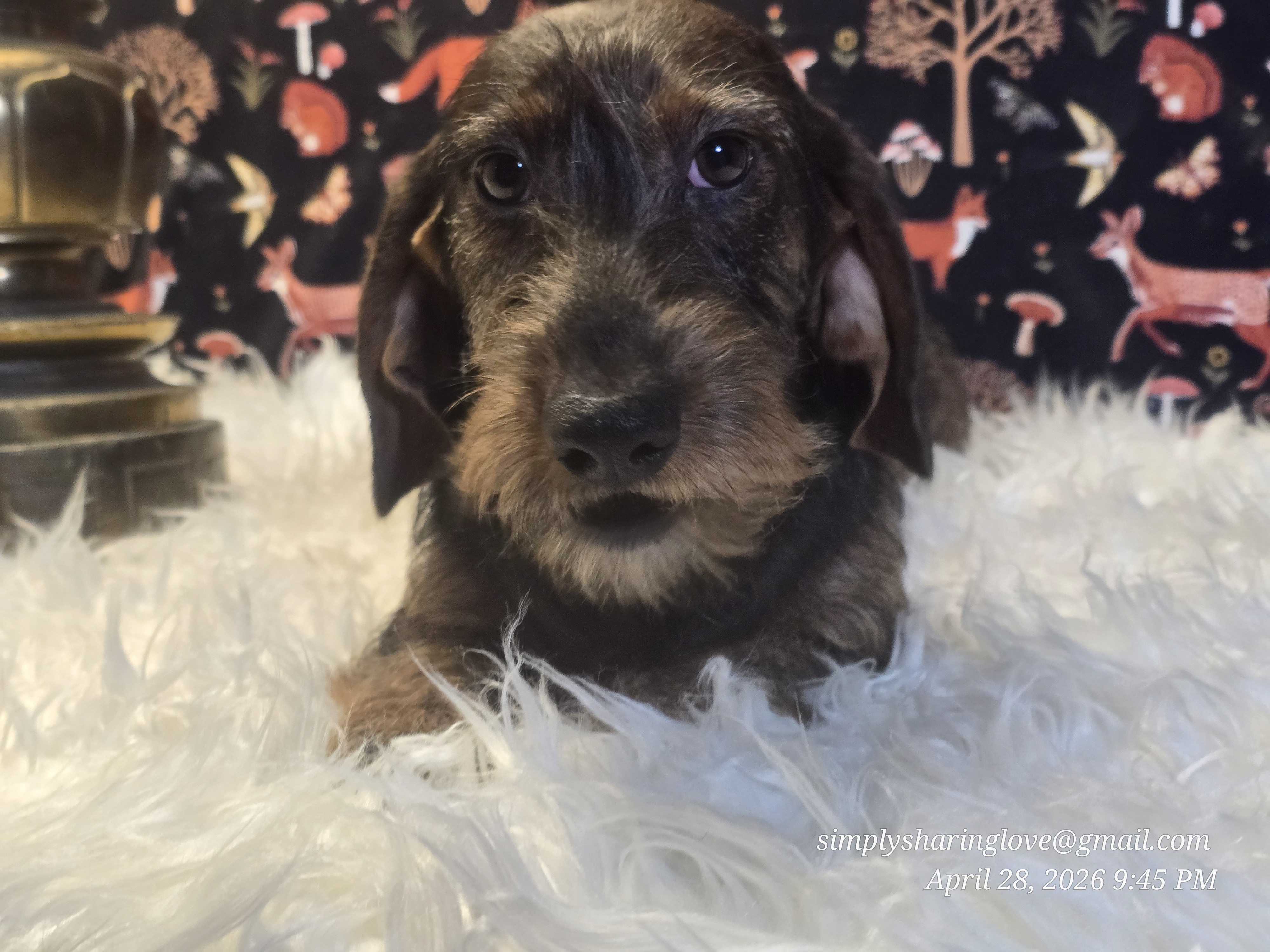 BRYNDLEFOX — Dachshund