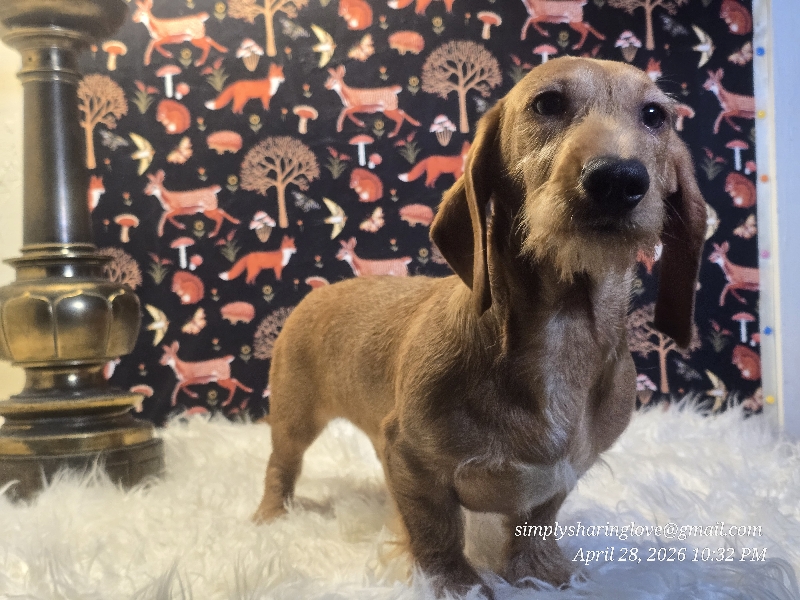 SOLYNDRAX — Dachshund