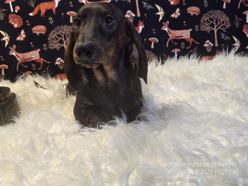 RAVENSTONE — Dachshund