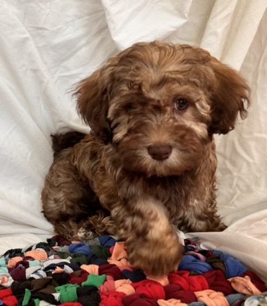 Charlette (Coco) — 