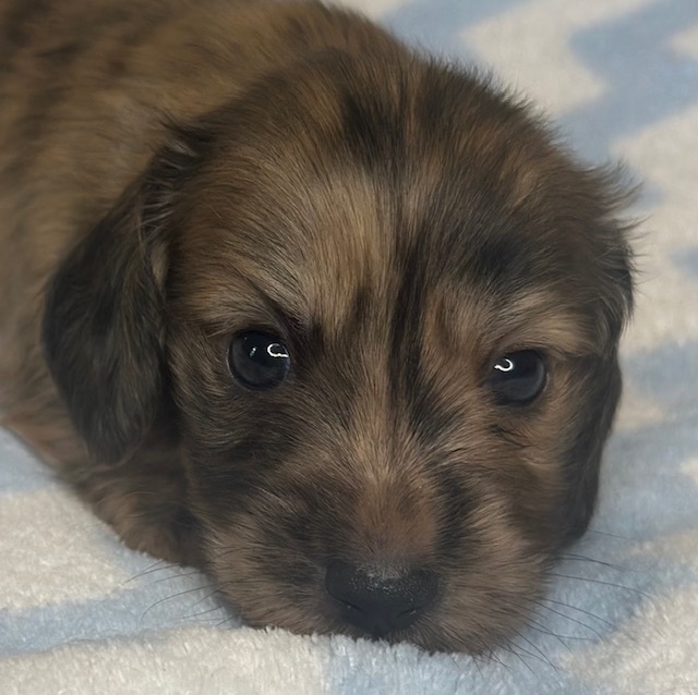 puppy 2 — 