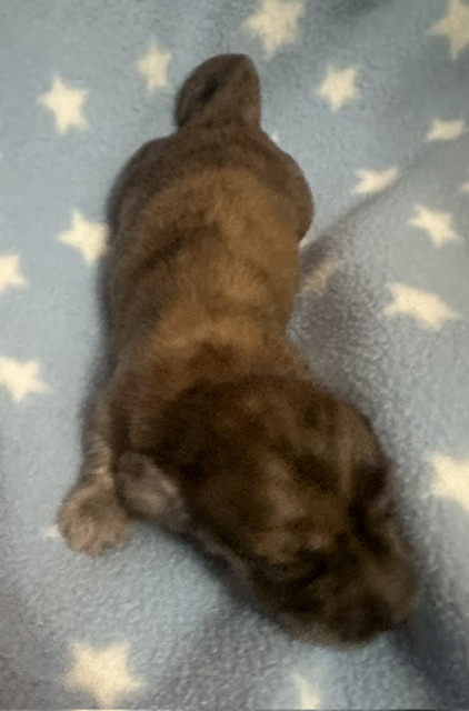 puppy 2 — 