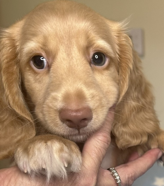 313160 Puppy 2 — 