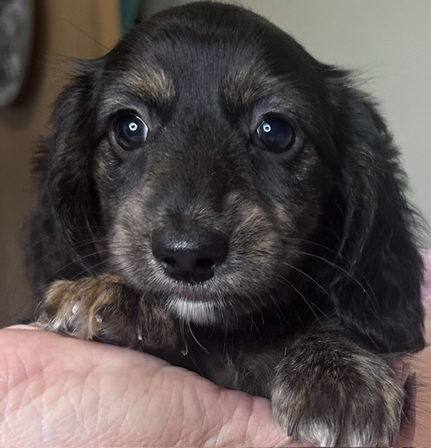 313160 Puppy 3 — 