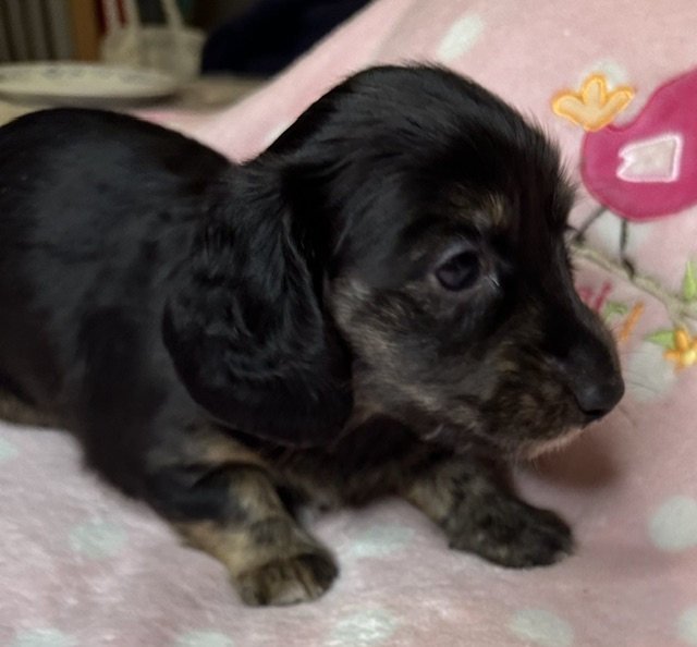 313160 Puppy 3 — 