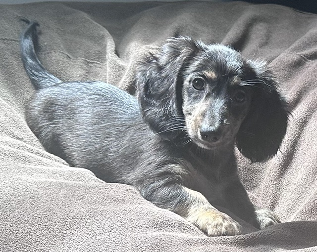 313160 Puppy 3 — 