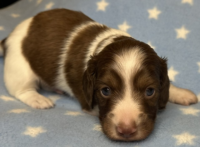313161 Puppy 1 — 