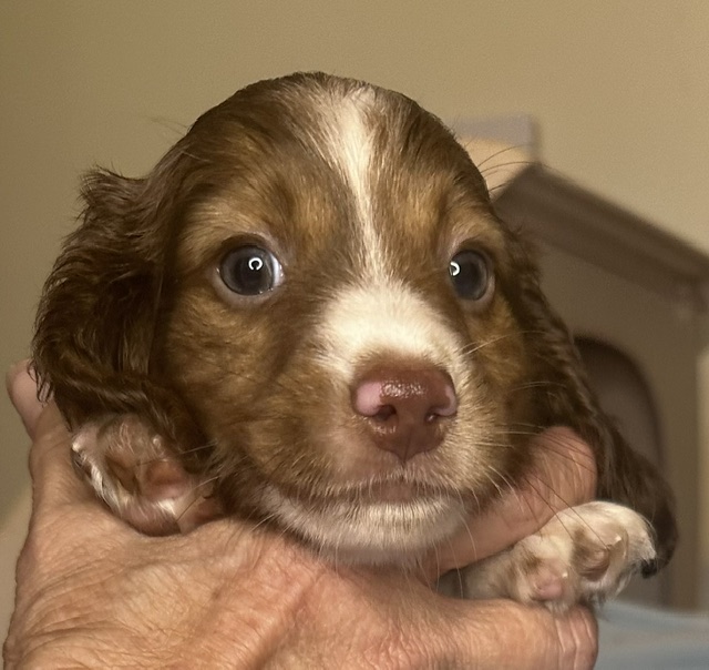 313161 Puppy 1 — 