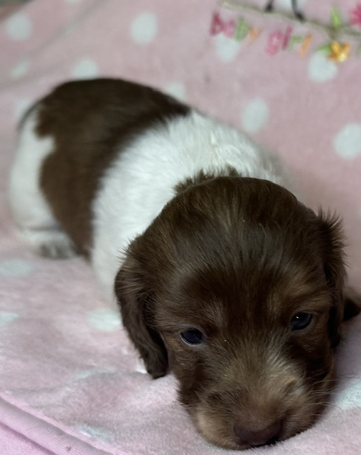 313161 Puppy 2 — 
