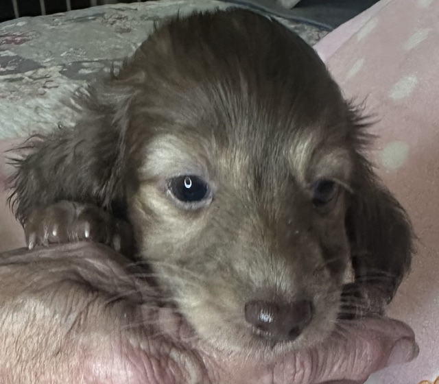 313161 Puppy 2 — 