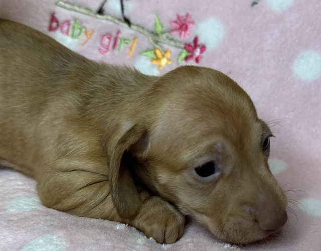 313162 Puppy 1 — 