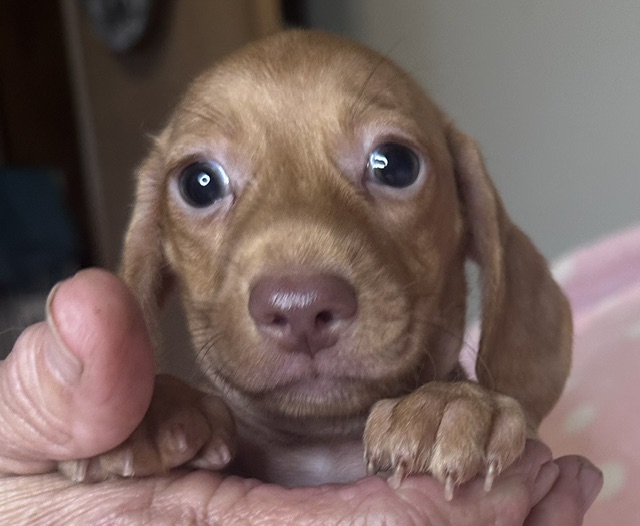 313162 Puppy 1 — 