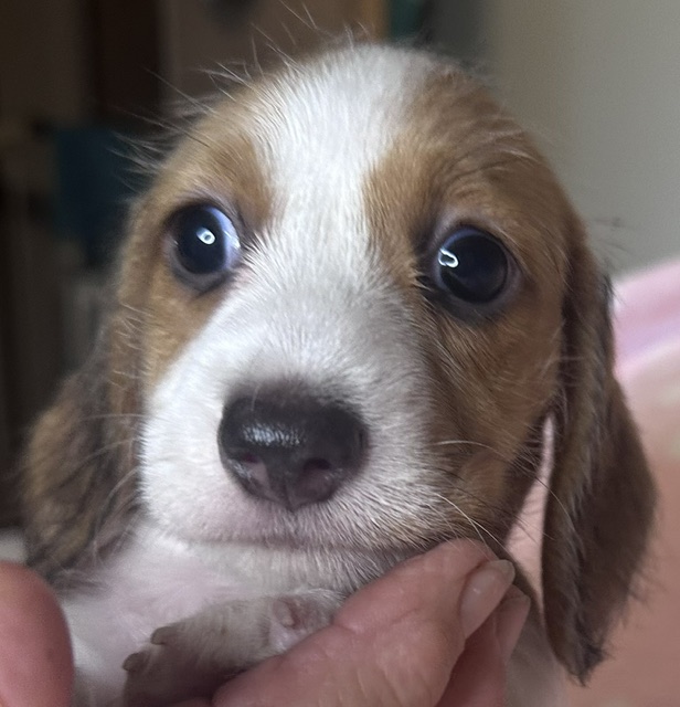 313162 Puppy 2 — 