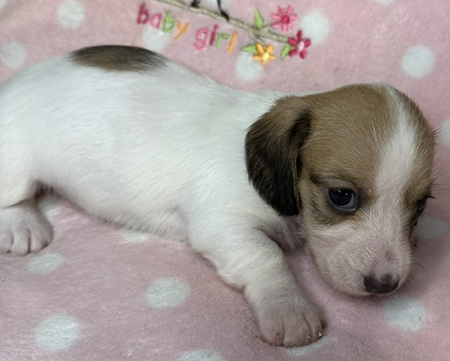 313162 Puppy 2 — 