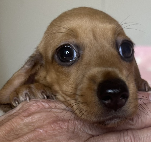 313162 Puppy 3 — Miniature Dachshund