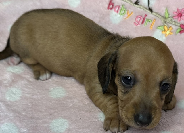 313162 Puppy 3 — Miniature Dachshund