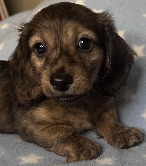 313162 Puppy 4 — 