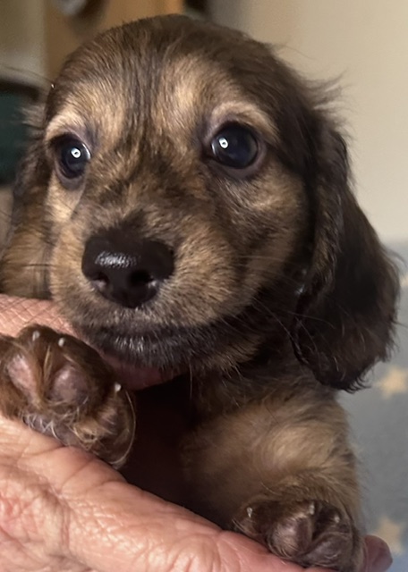 313162 Puppy 5 — 