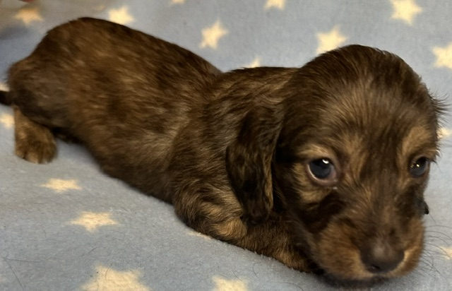 313162 Puppy 5 — 