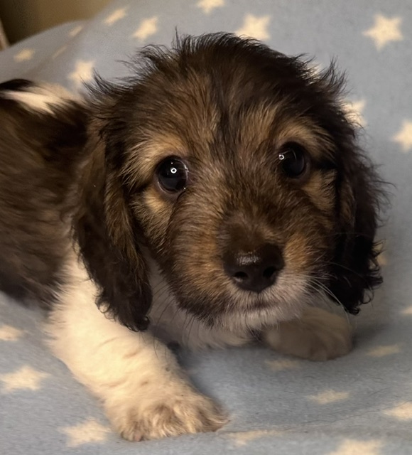 313162 Puppy 6 — 