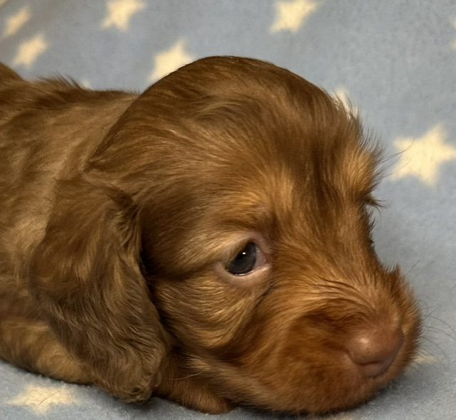 313162 Puppy 7 — 